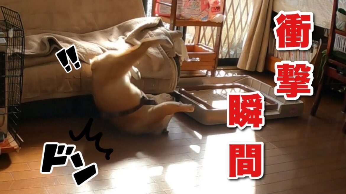 【おはぶる】正月早々後頭部を地面に叩きつけて病院送りになりかけたブルドッグがこちら😭