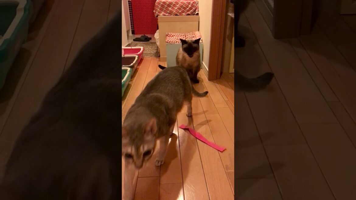 たぬき猫をペロペロしないと見せかけてやっぱりペロペロのシンガプーラなのにゃ♪#cat #シンガプーラ #トンキニーズ#たぬき猫