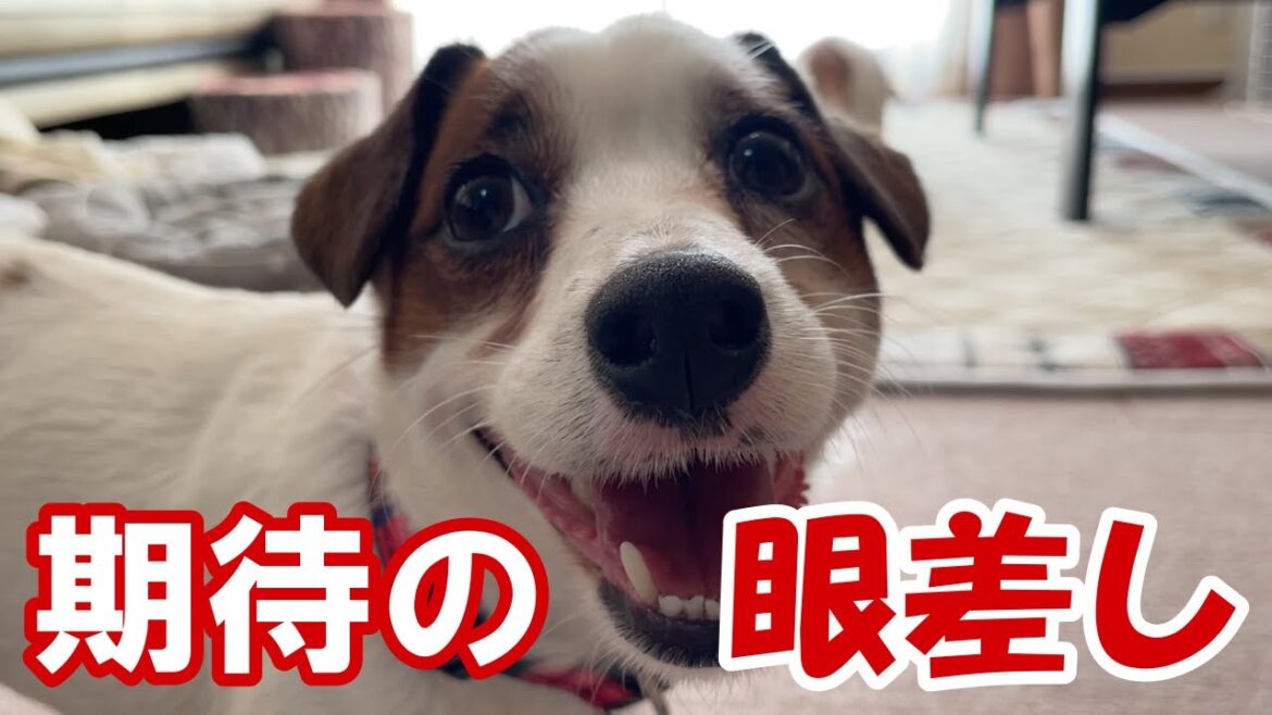 ボールが好きすぎて目がキラキラ輝いちゃうんです【ジャックラッセルテリア】