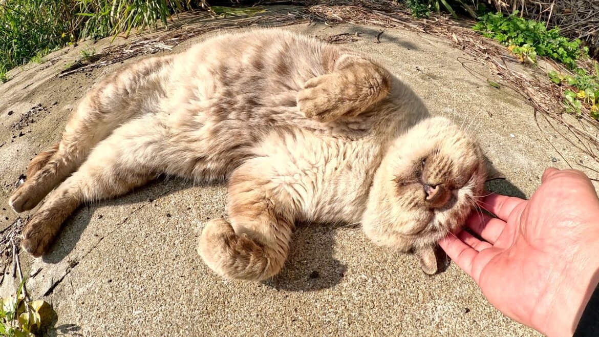 甲高い声で鳴くおじいちゃんシャム猫がクネクネしながら甘えてきた