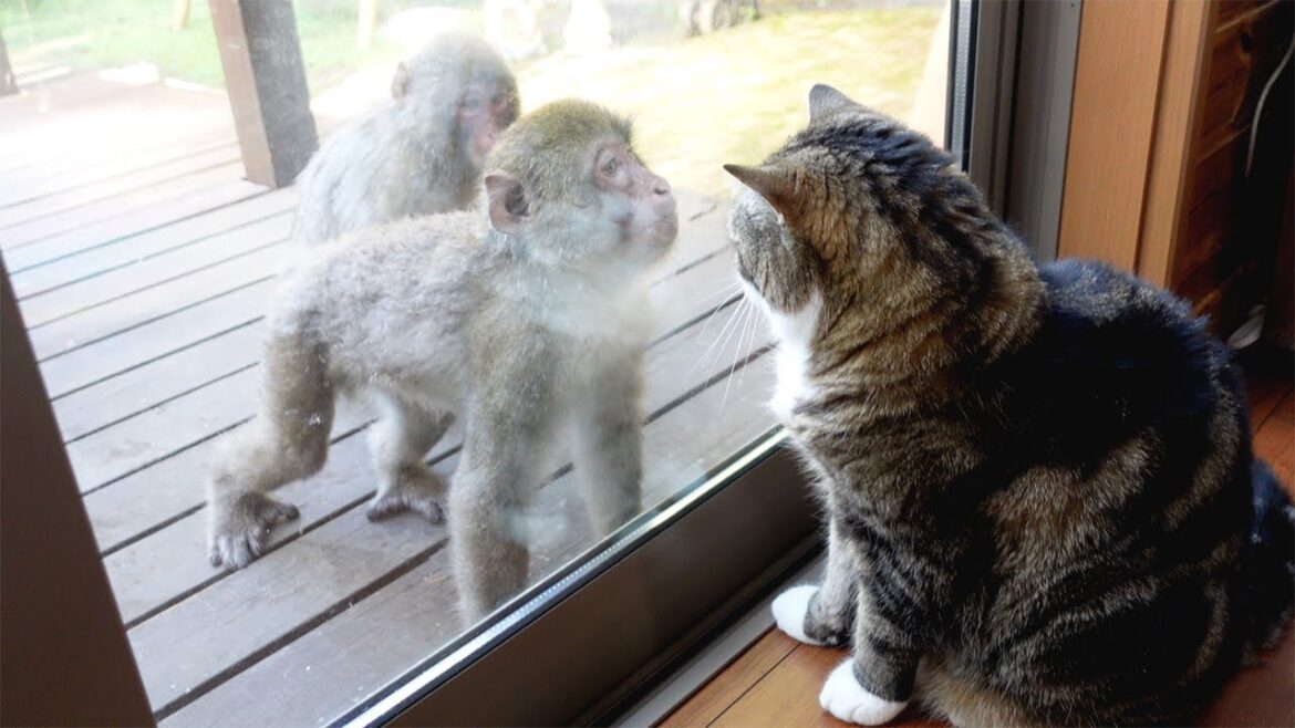 やりたい放題なサルに、とうとうお怒りなねこ。 Maru finally got angry at Japanese macaques.-