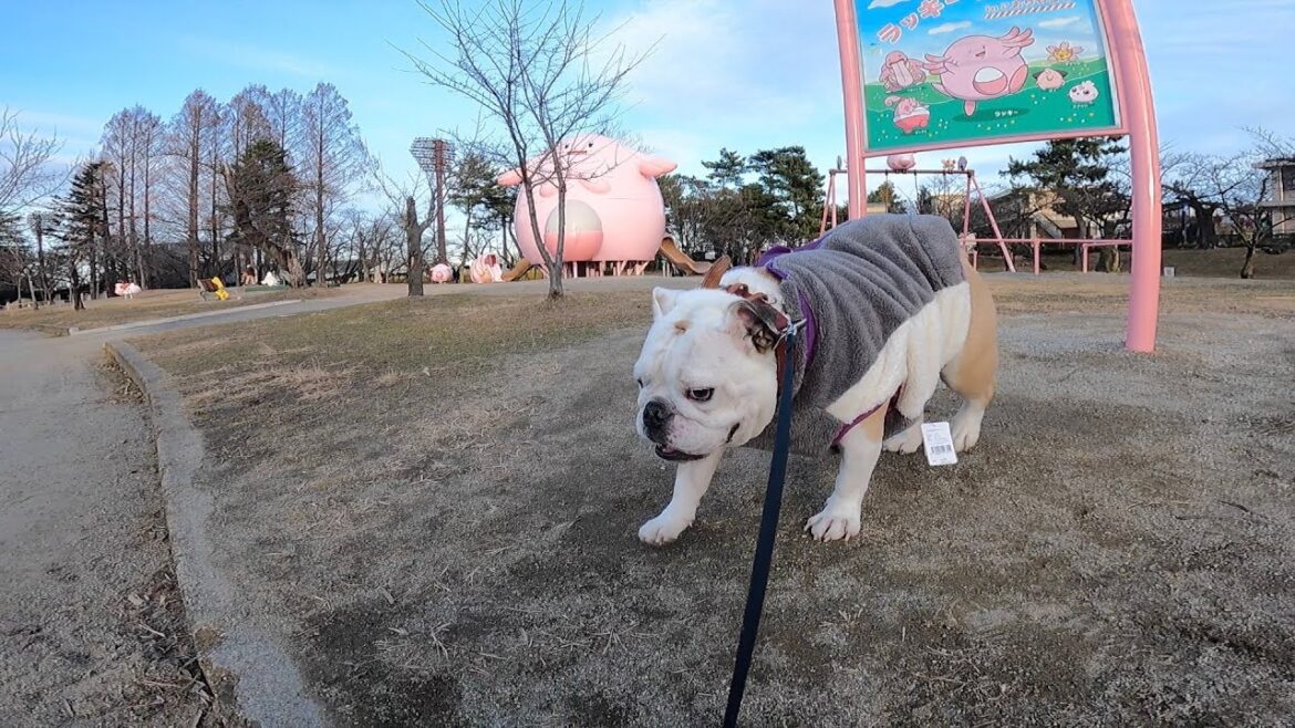 【年末帰省】ブルドッグとポケモン公園とにゃんこ達 【年末帰省】ブルドッグとポケモン公園とにゃんこ達