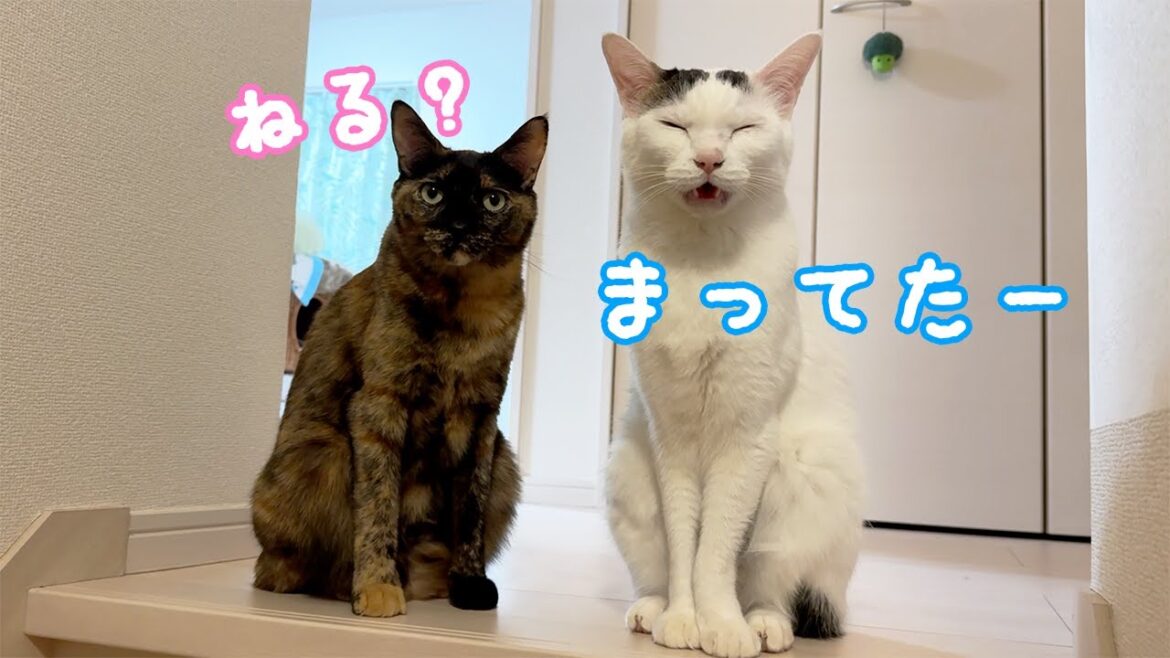 ママが寝るまで待っててくれる猫たち…! ママが寝るまで待っててくれる猫たち…!