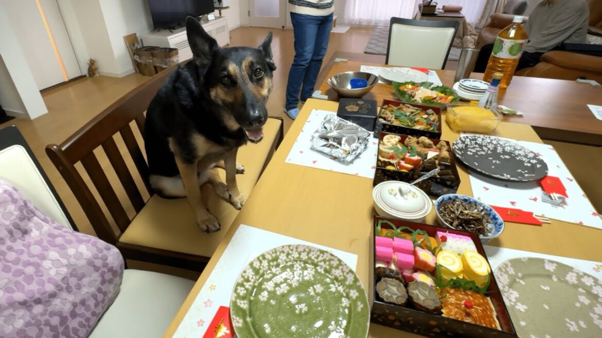 愛犬と一緒におせち食べたら、今年も絶好調に早食いでした! 愛犬と一緒におせち食べたら、今年も絶好調に早食いでした!