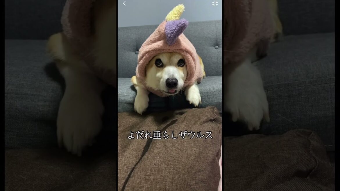 🦖 #dog #くきたん #コーギー