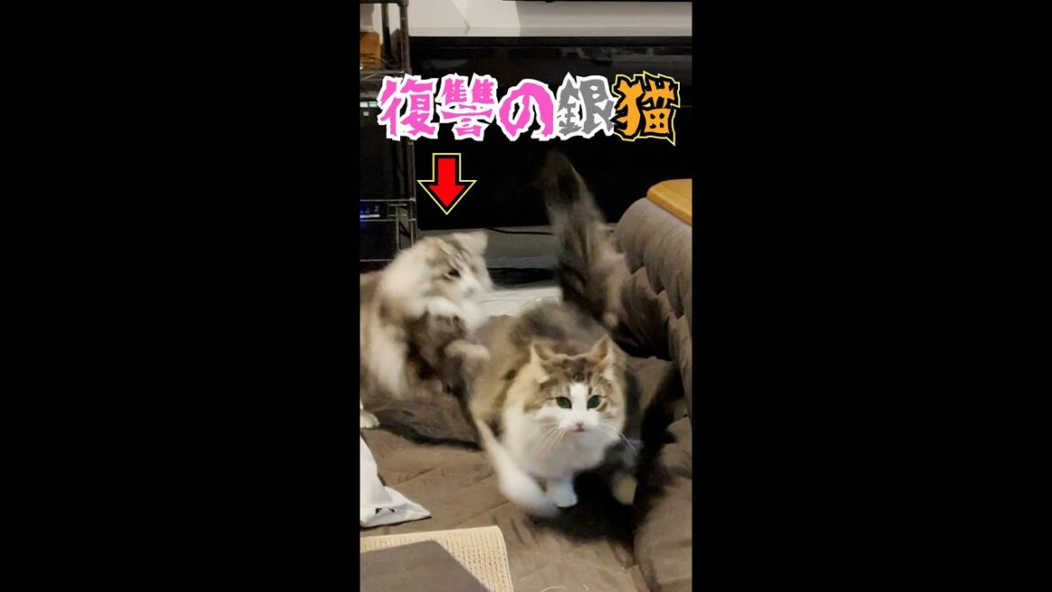 #Shorts#ノルウェージャンフォレストキャット#ジャンプ【ドッキリ】銀猫の復讐