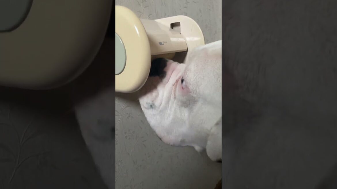 芯が欲しい　ゴールデンレトリバー　ボクサー犬