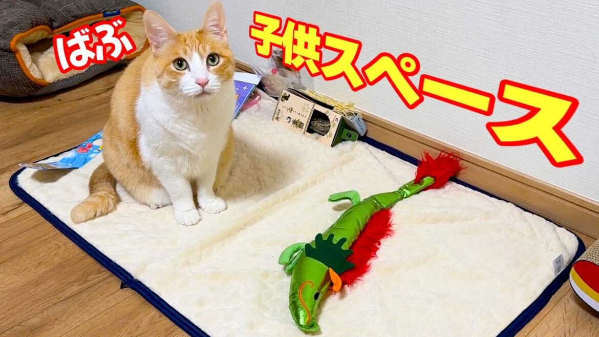 模様替えしたら猫達のキッズスペースが誕生しました 模様替えしたら猫達のキッズスペースが誕生しました