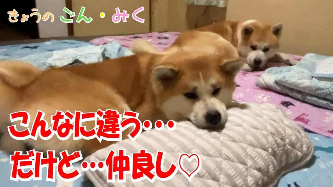 こんなに違う・・・ だけど…仲良し♡　今日のごん・みく♡　秋田犬【ごん・みく チャンネル】