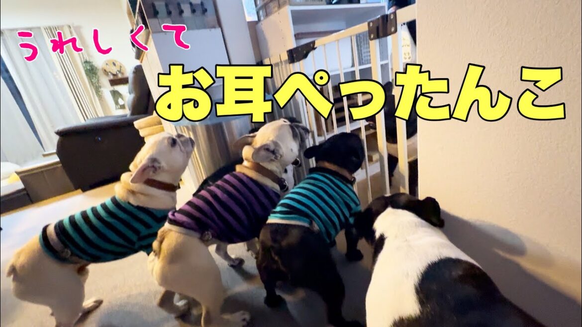 大好きなお姉ちゃん一家が帰ってきたー‼嬉しくてお耳ぺったんこ♪