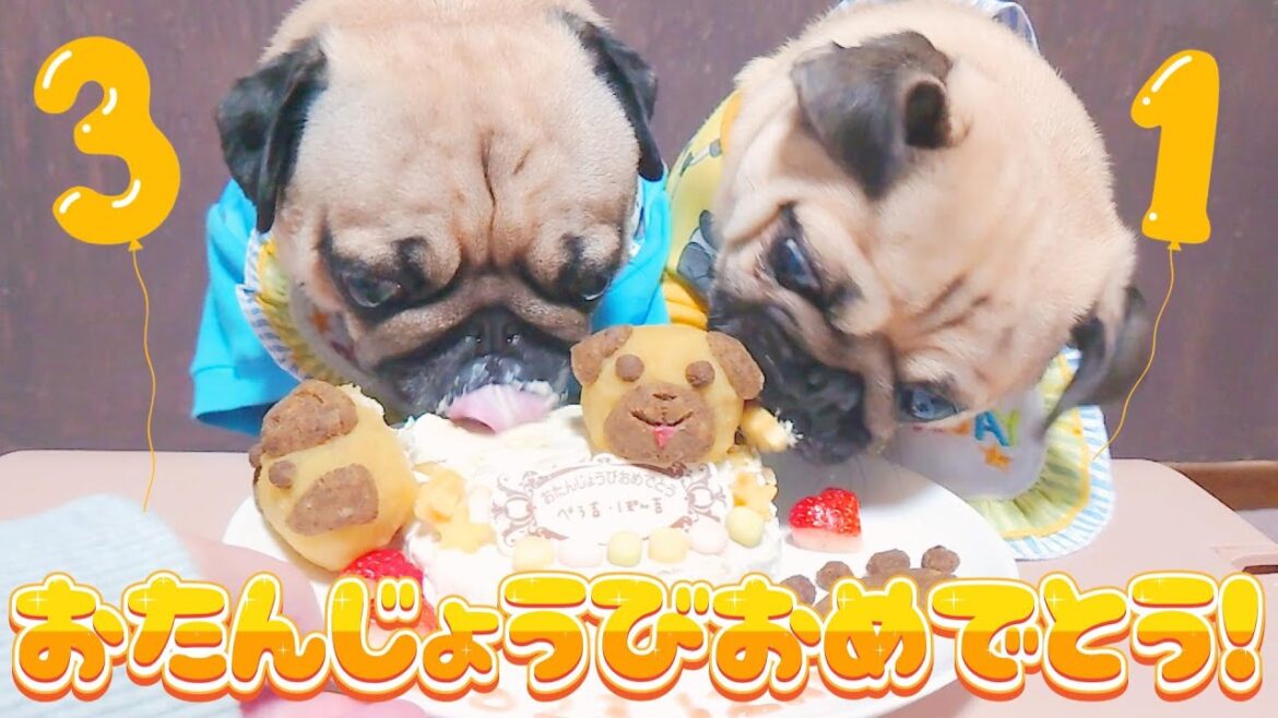 パグ兄弟の誕生日を手作りケーキでお祝いしました🎂|パグのぺろぽん兄弟pug犬| パグ兄弟の誕生日を手作りケーキでお祝いしました🎂|パグのぺろぽん兄弟pug犬|