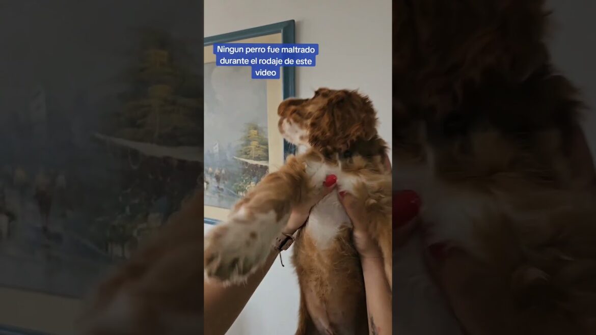 Un bailecito sensual #cachorro  #cockerspaniel #cockerspanielpuppy #dog #mascotas