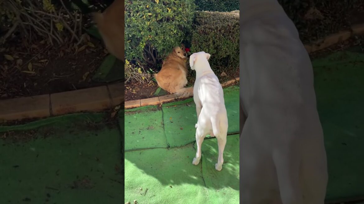 イタズラ？いつものこっちゃ　ゴールデンレトリバー　ボクサー犬