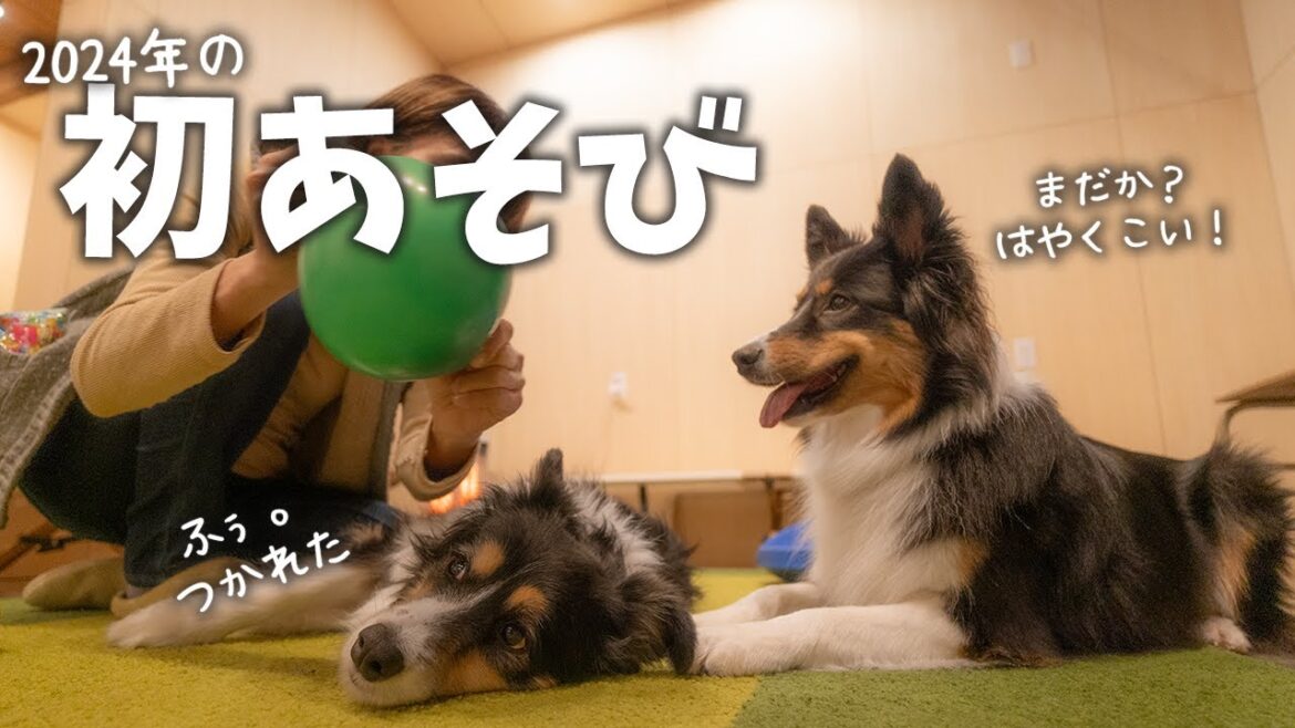 風船で今年の初あそびをしたボーダーコリーとオーストラリアンシェパード