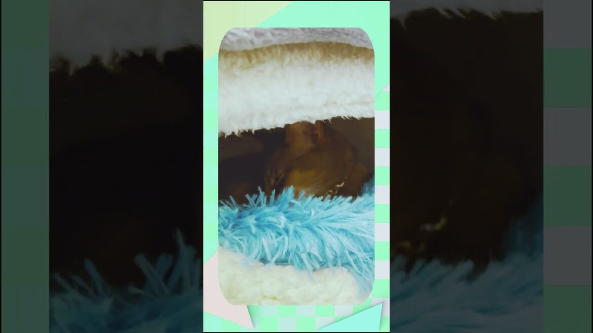 見張ってるの #ベンガル #アビシニアン #shorts