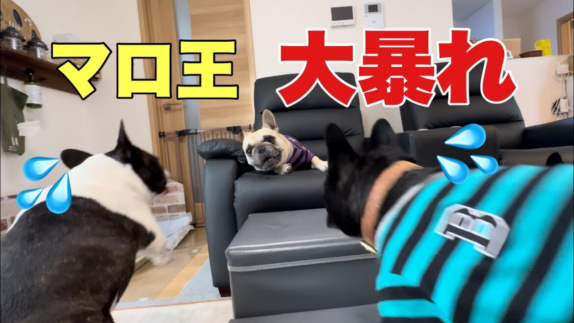 ソファの上でヘソ天で戦う5男坊！ワンコ達のやりとりが笑えるｗｗ