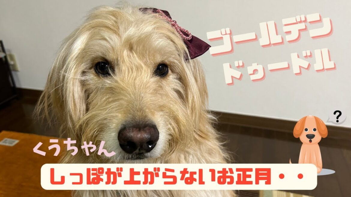 【救急病院】ゴールデンドゥードルくうのしっぽが上がらない原因は・・？