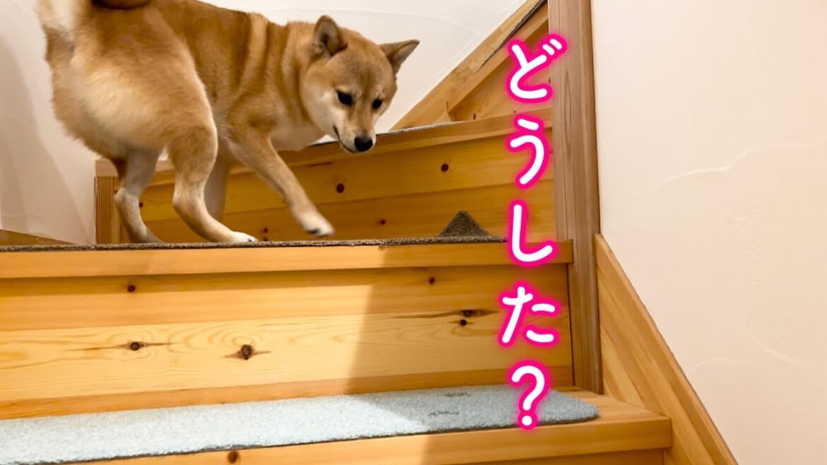 弟柴の危険を察知し心配のあまり急いで状況確認にくる弟思いの姉柴