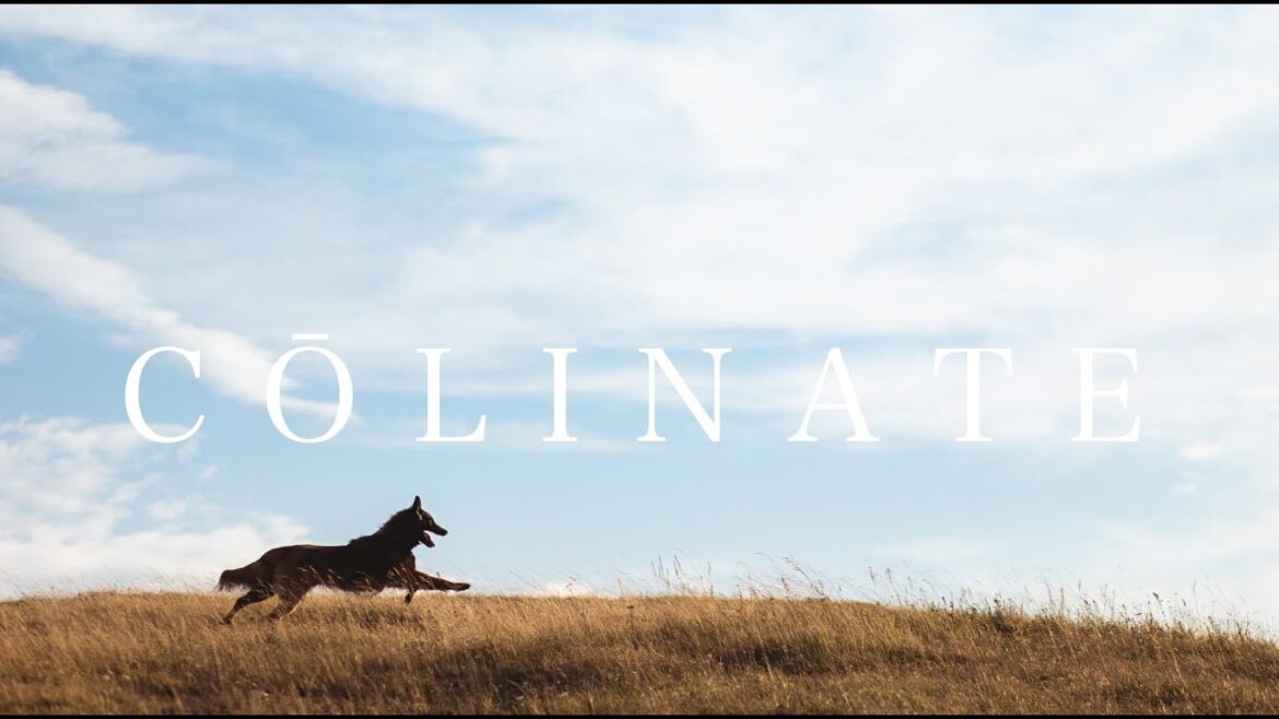 BELGIAN TERVUREN（タービュレン） By COLINATE/コーリネイト