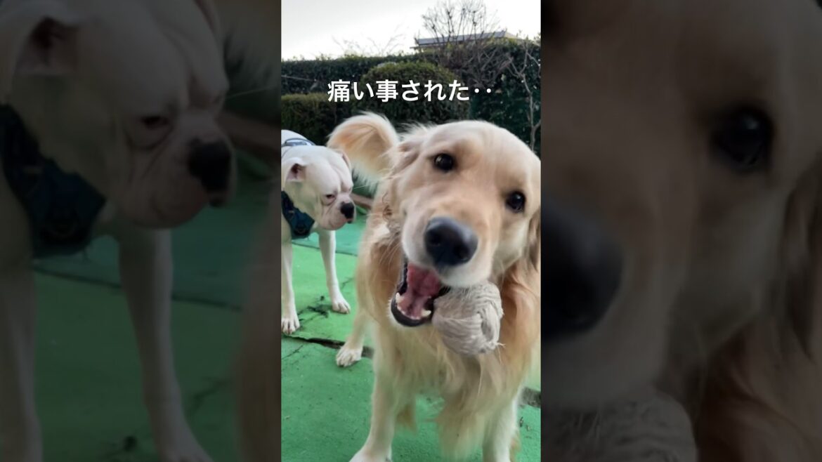 嗚呼‥  ゴールデンレトリバー　ボクサー犬