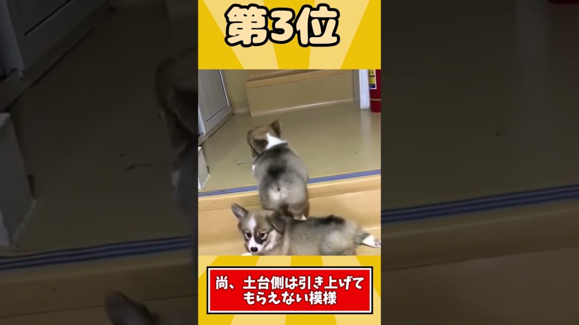 イッヌの映像見て癒されたら寝ろｗｗｗ #2ch動物スレ #動物 #2ch