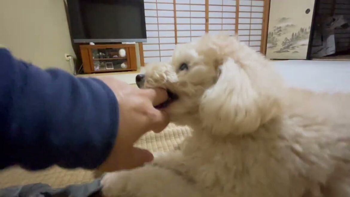 タローちゃん　まだモフモフ　トイプードル　IMG 3322