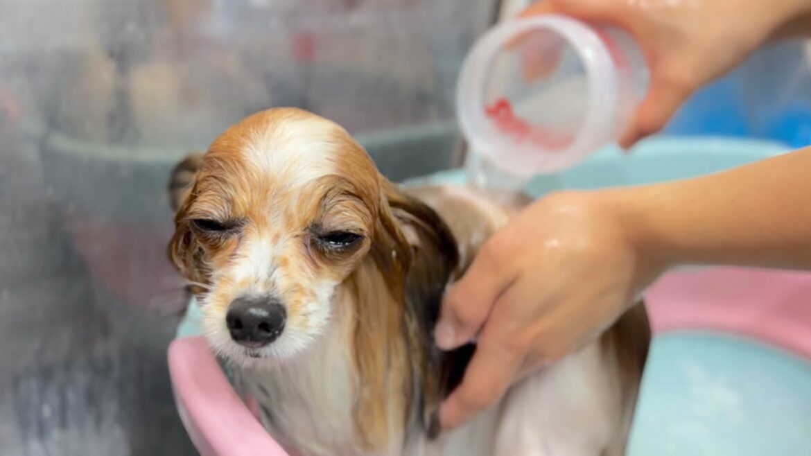 年内最後のトリミングを受けて心地良くなるパピヨン♪(まなちゃん) 年内最後のトリミングを受けて心地良くなるパピヨン♪(まなちゃん)