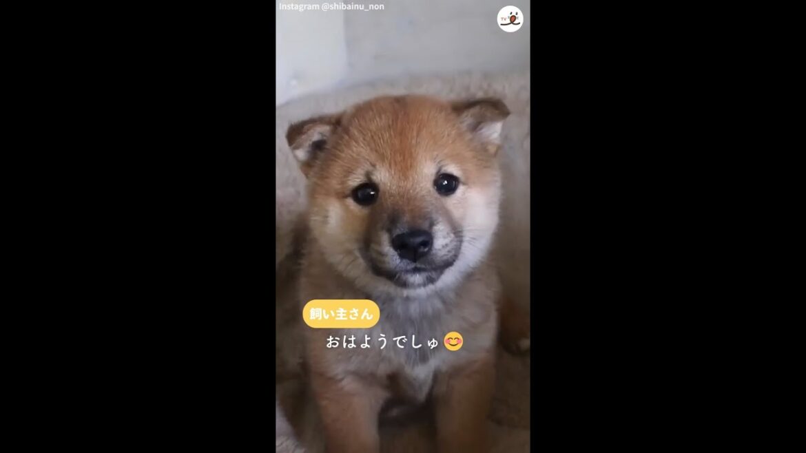 「おはよう」の言葉を聞いてテンション急上昇❣️ 寝起きの子柴が可愛すぎた😂 #Shorts