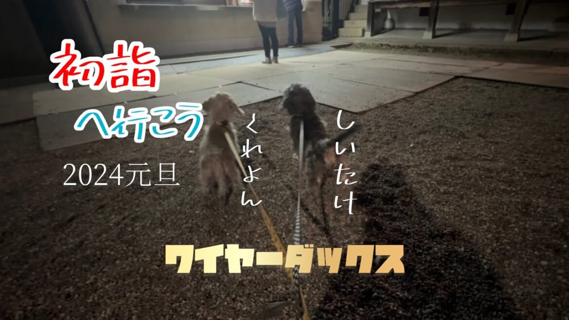 「2024元旦　初詣へ行こう‼︎」ワイヤーダックスくれよん　しいたけ　ミニチュアダックスフント