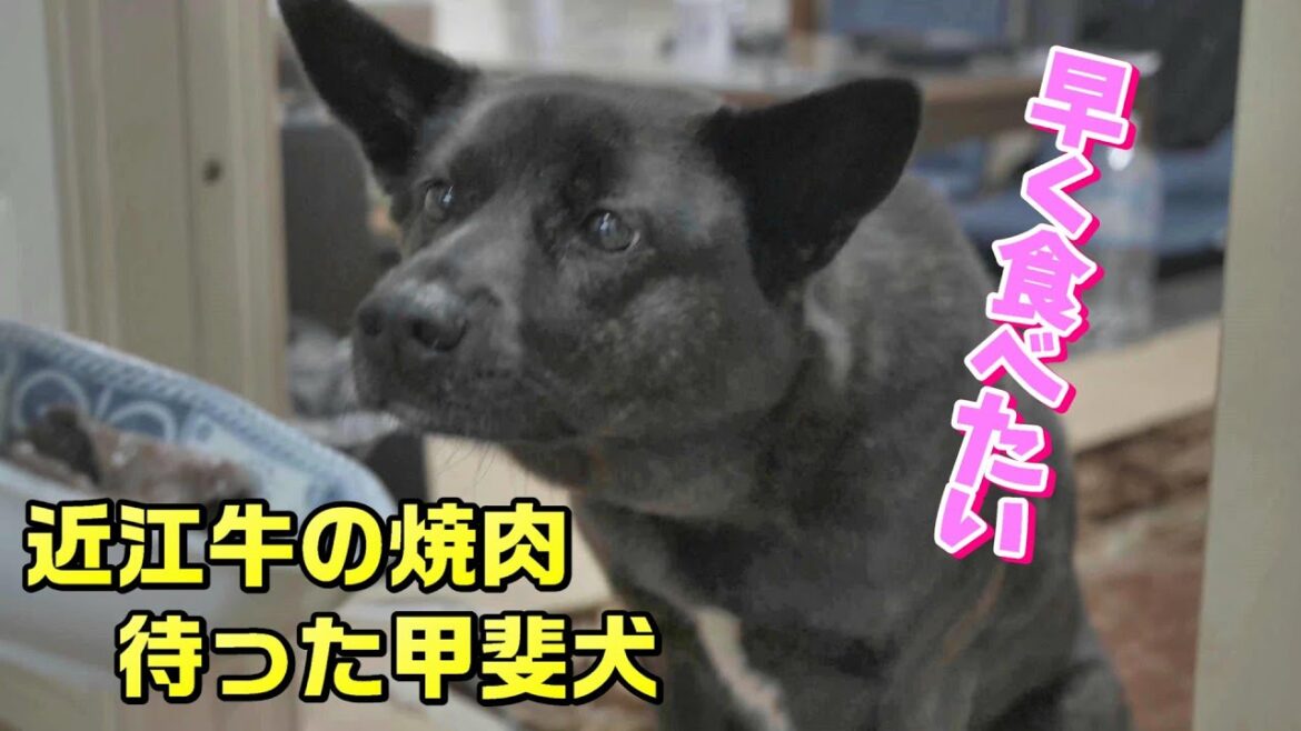 近江牛と初キャベツを食った甲斐犬-　甲斐犬いち