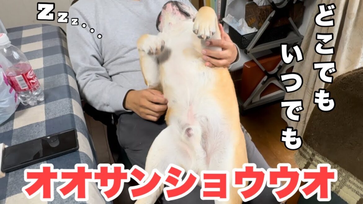 【おはぶる】オオサンショウウオの寝方を極めたブルドッグの末路がこちら… 【おはぶる】オオサンショウウオの寝方を極めたブルドッグの末路がこちら…