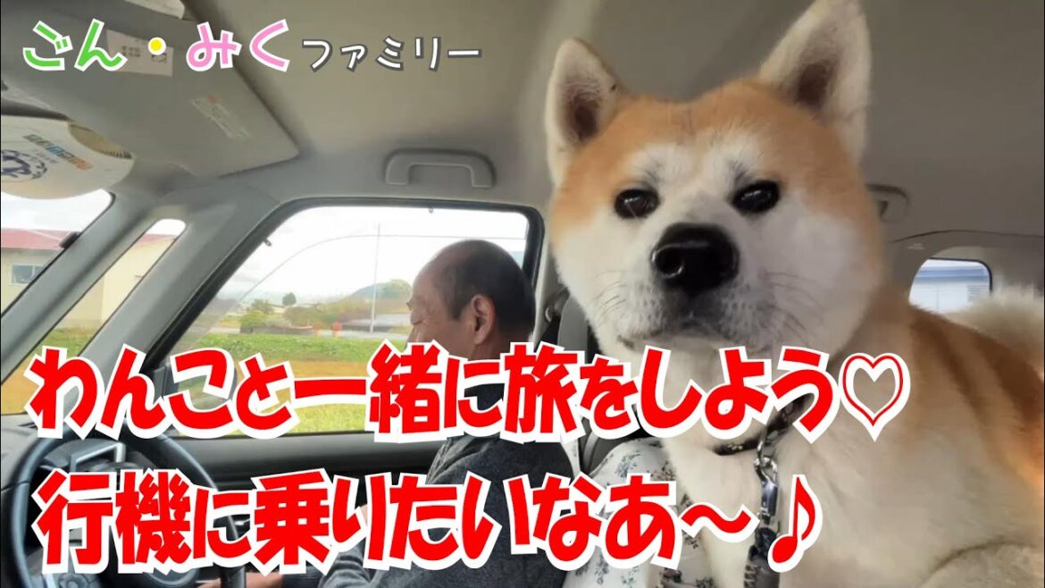 わんこと一緒に旅をしよう♡ 飛行機に乗りたいなあ～♪　秋田犬【ごん・みく チャンネル】