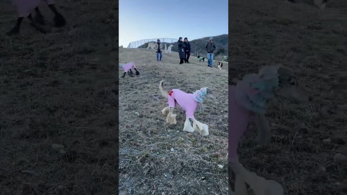 お山のランのアフガンハウンドとボルゾイたち