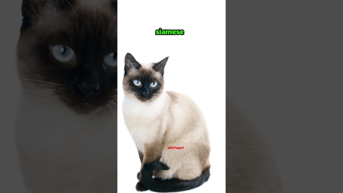 There is a lot of information about Siamese cats, including the following.