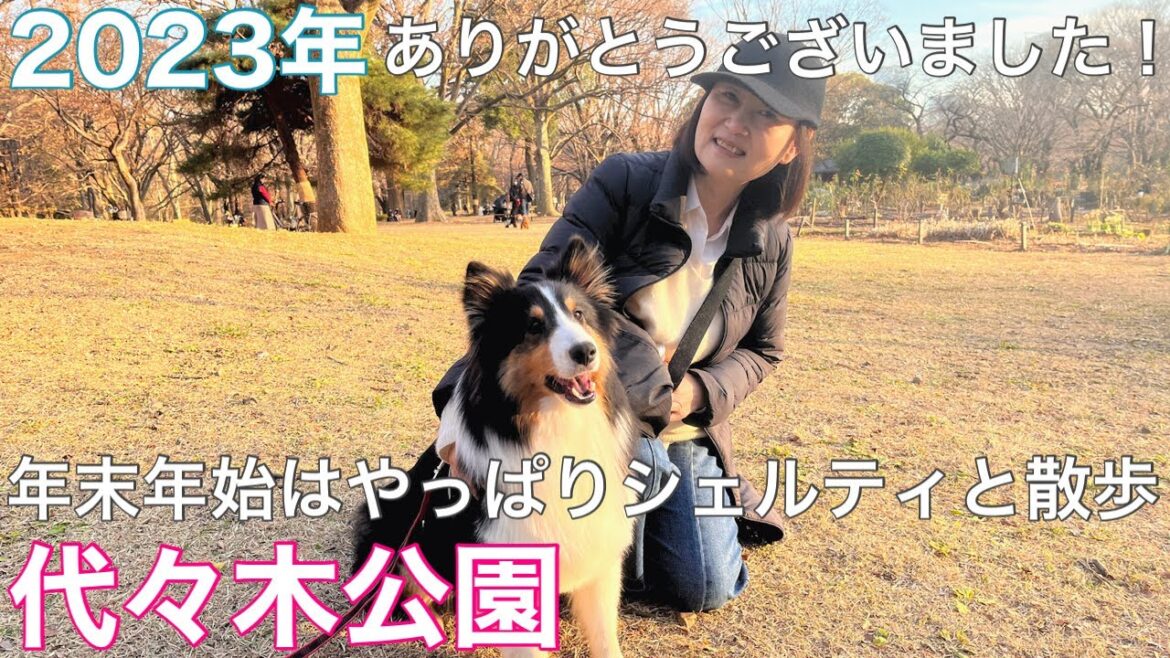 【🐶シェルティーとおでかけ】シェルティーと散歩で迎える年末年始！2024年もよろしくですワン！(Sheltie’s year end at Yoyogi Park)