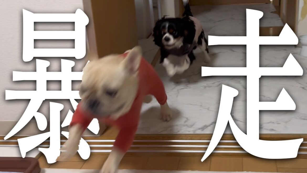 【フレブルあるある炸裂！？】急に暴走したり急に大人しくなったり...我が家の夜は騒がしいw