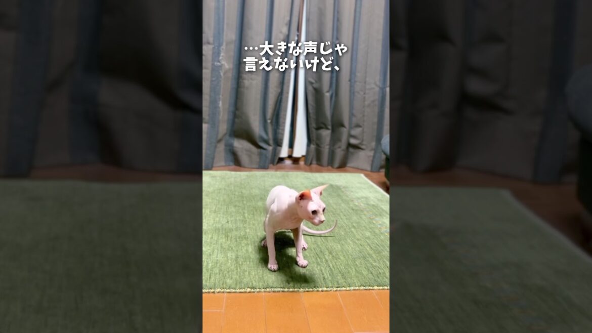 飼い主が内緒だけど思っていたこと #スフィンクス猫 #shorts #ずんだもん