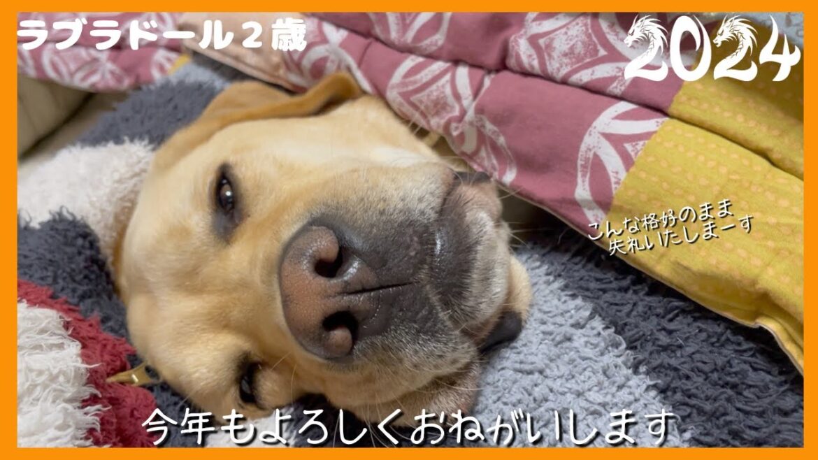 【ラブラドールレトリーバー】大型犬2歳のお正月 今年もどうぞよろしくおねがいいたします 【ラブラドールレトリーバー】大型犬2歳のお正月 今年もどうぞよろしくおねがいいたします