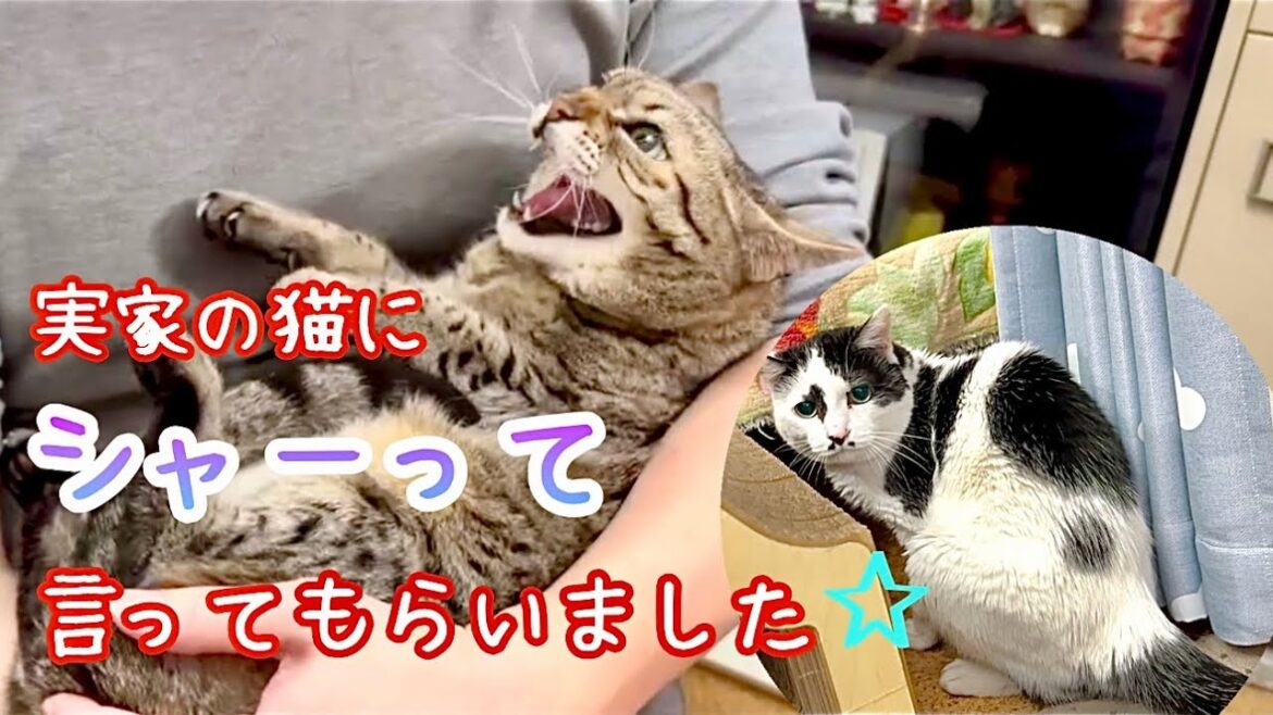 おママの実家の猫達と遊んできました
