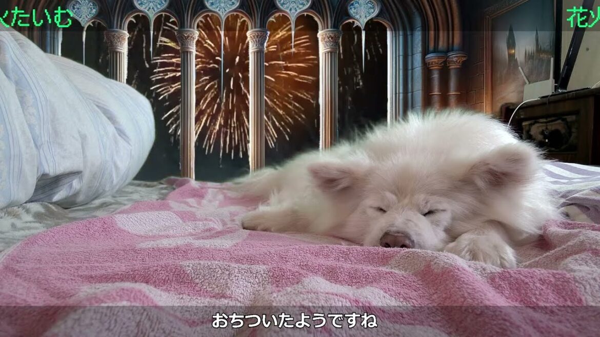 花火とイビキ！ わさお一家 ちょめ 01/04 長毛秋田犬の おやすみライブ  #wasao_official