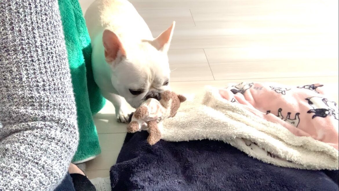 嫁を紹介しにきた友達【フレンチブルドッグ frenchbulldog】
