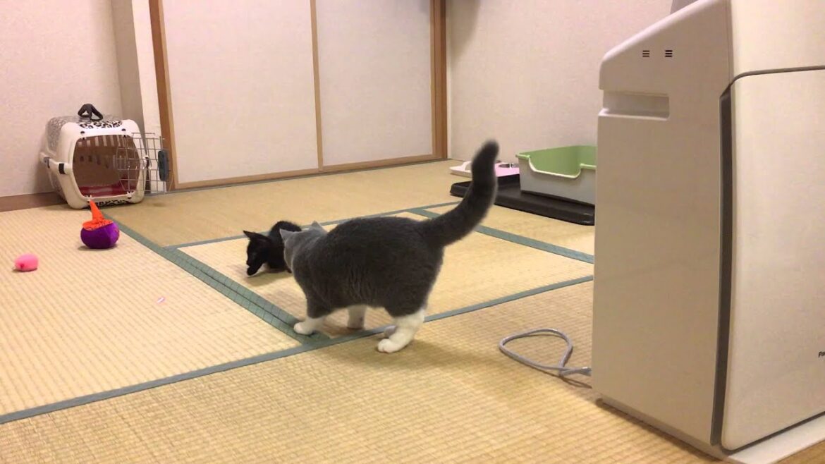 2015/10/18　セルカークレックスの梅子vol.116