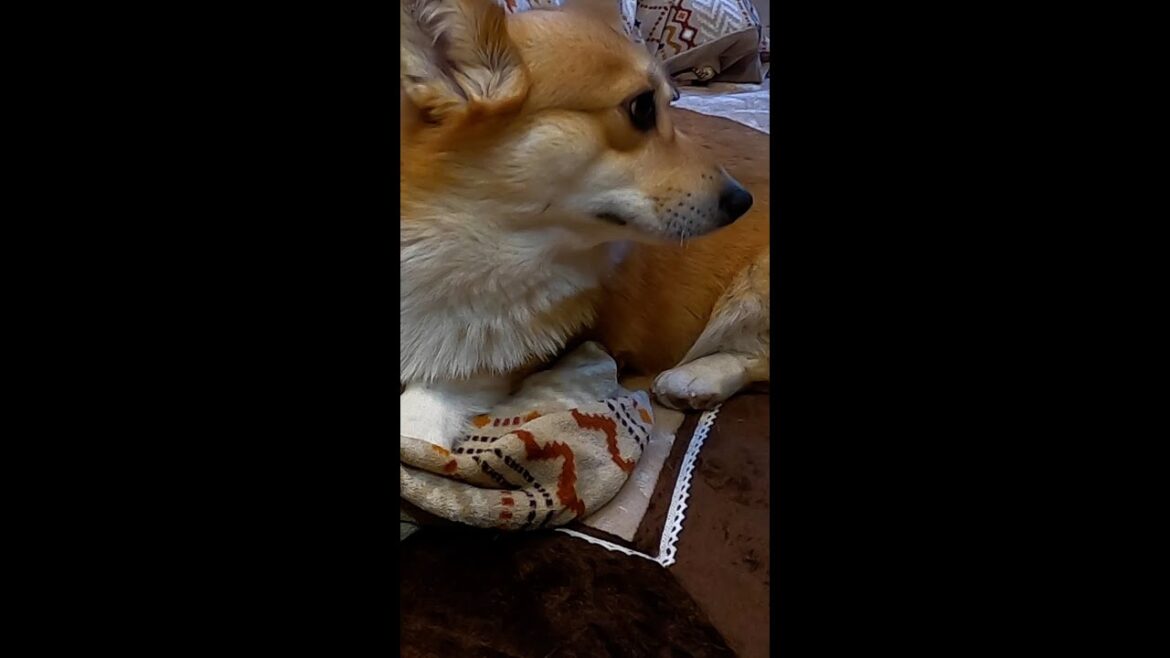 通り過ぎていく家族を見ているコーギー / Corgi watching family passing by #コーギー  #corgi #サクラ