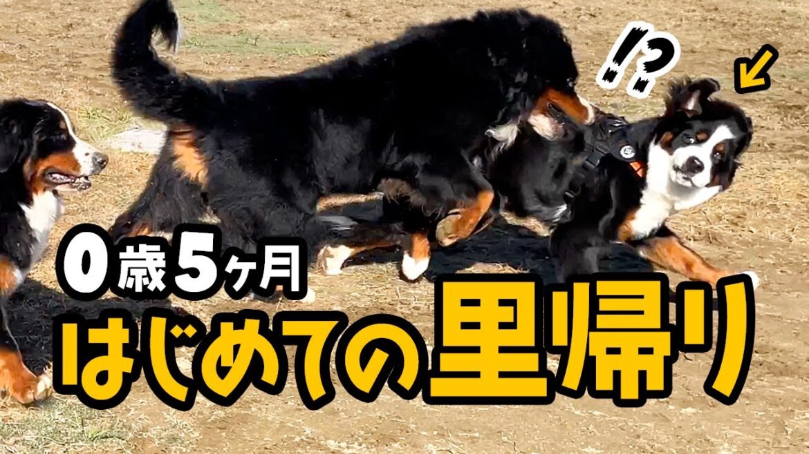 0歳5ヶ月バーニーズ！はじめての里帰りで社会科見学！