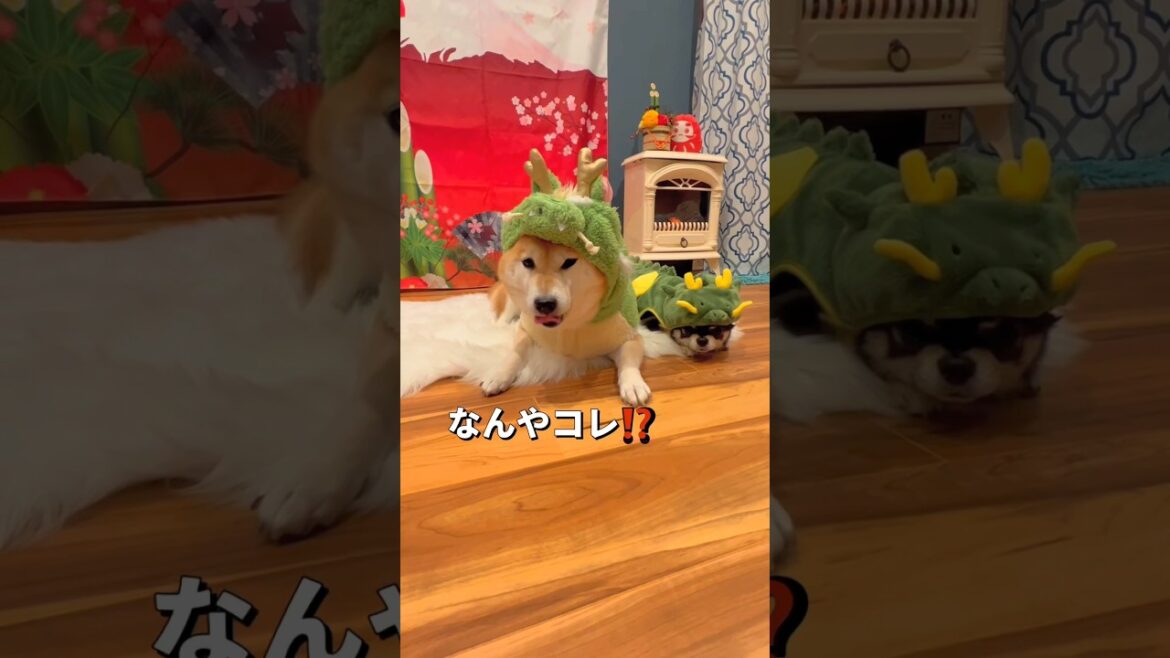 今年の干支になってみた🐲🐶✨ #柴犬 #チワワ #shorts