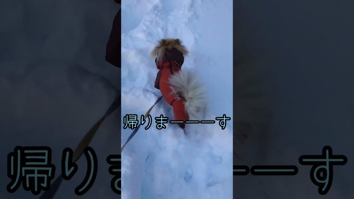 【雪遊び】雪玉追いかけていたら突然寒くなったポメラニアン#Shorts #YouTubeショート #youtubeshorts
