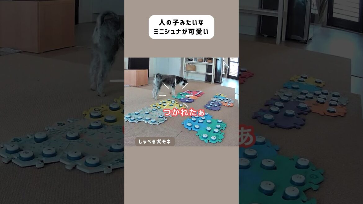 人の子みたいにしゃべるミニチュアシュナウザー　#しゃべる犬  #会話ボタン