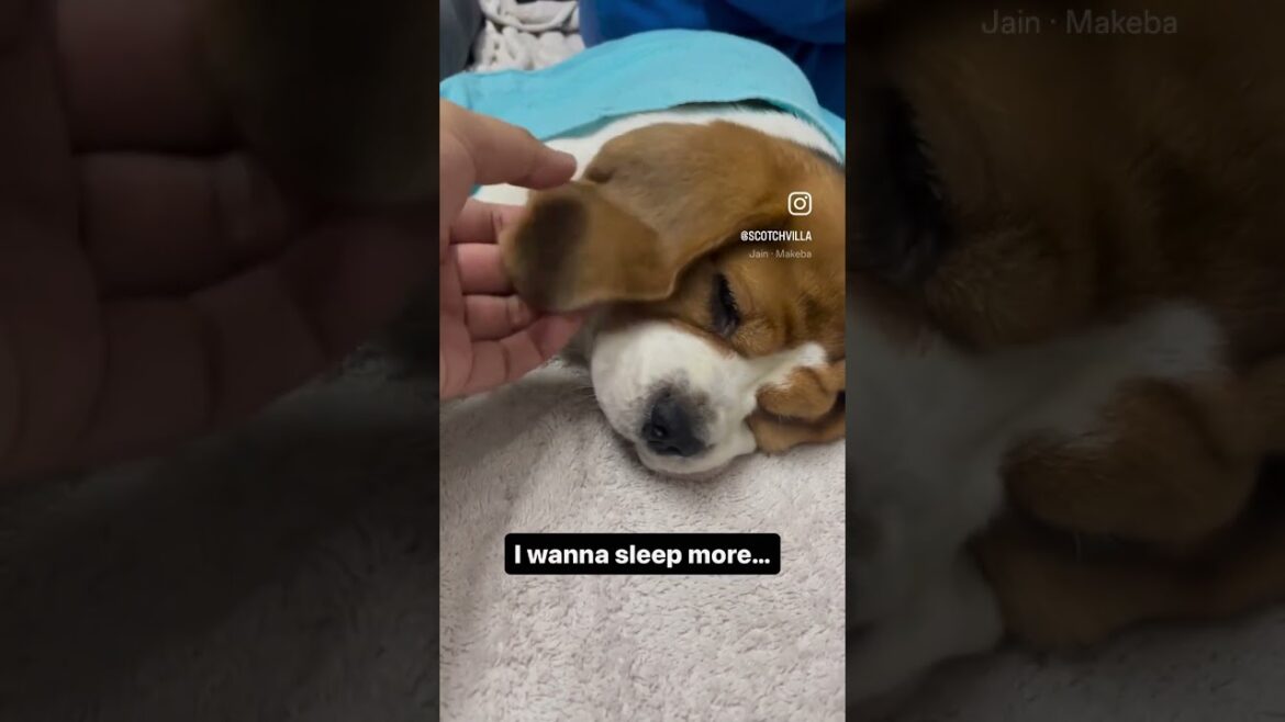 Scotch - The Pup - Cute beagle puppy being woken up. #shortsvideo #youtubeshorts #shorts #beagle