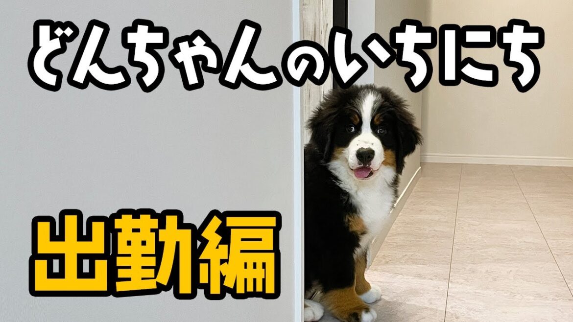 0歳2ヶ月の大型犬!どんちゃんのいちにち【出勤編】 0歳2ヶ月の大型犬!どんちゃんのいちにち【出勤編】