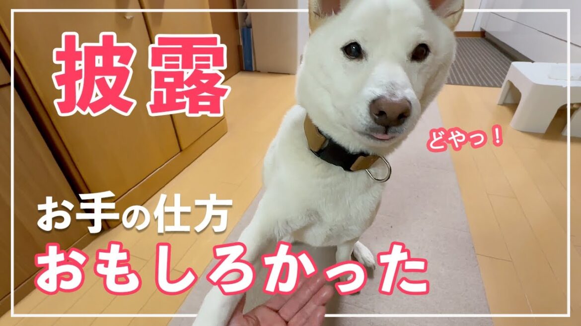 【お座り苦手!?】柴犬の特技！ピョンピョン跳ねる芸！